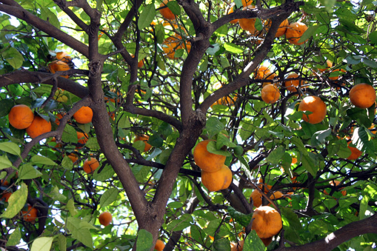 подборка фото апельсинов на дереве