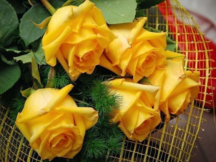 Подборка фотографий с жёлтыми розами