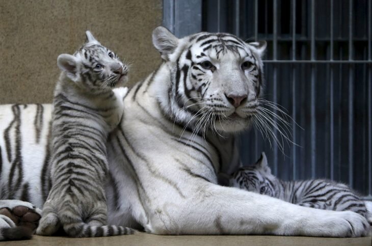Подборка фотографий белых тигров
