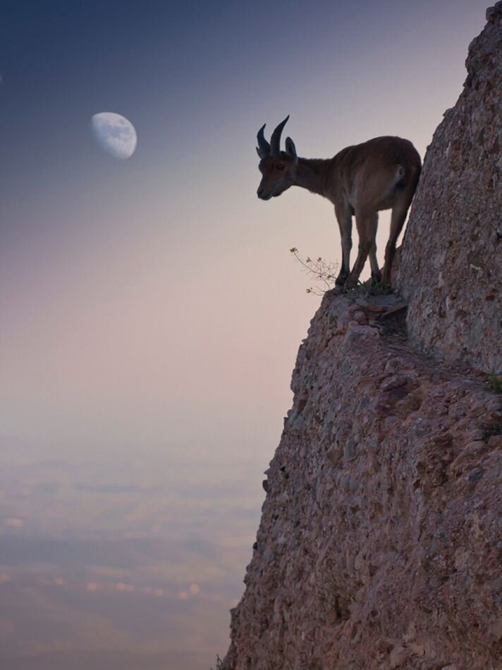 Подборка фото горных козлов в естественной среде обитания