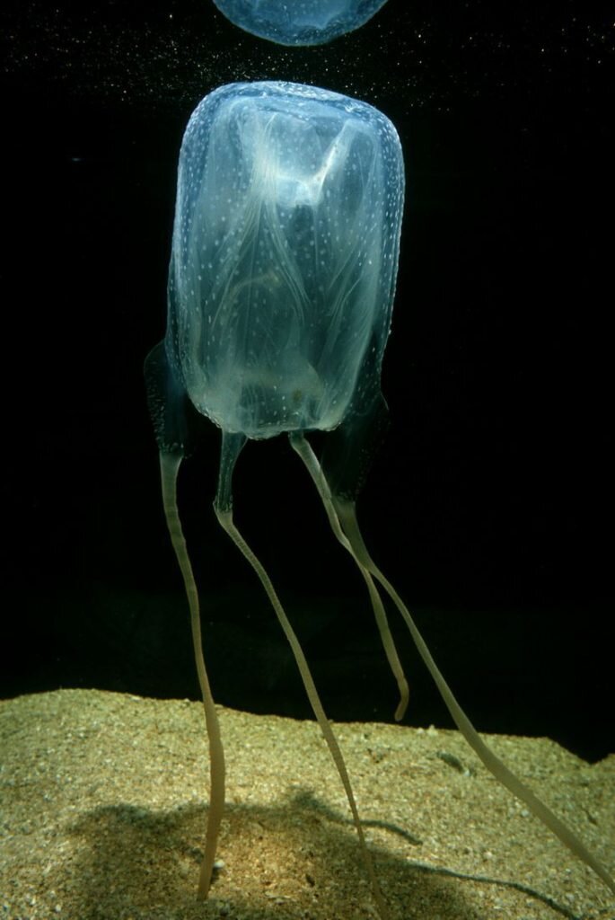 Фотографии самой опасной медузы Морская Оса