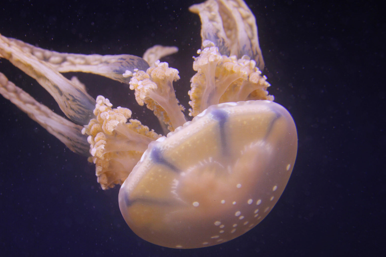 морская оса медуза фото
