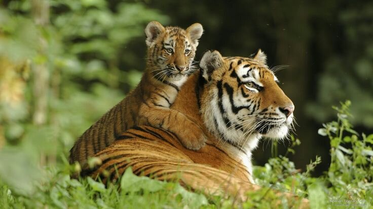 Подборка фотографий тигров