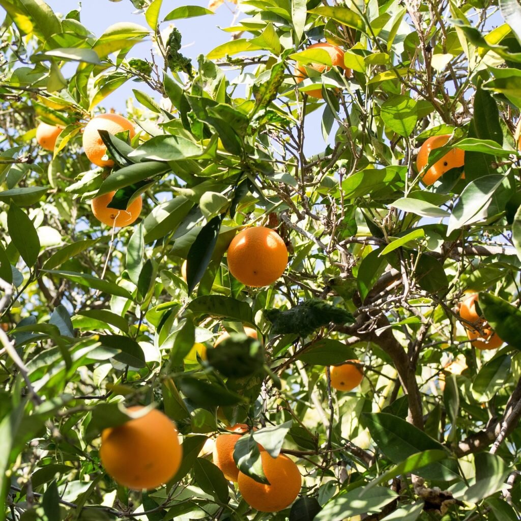 Апельсиновое дерево фото