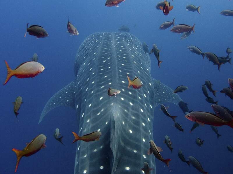 Подборка фотографий самых больших рыб в мире