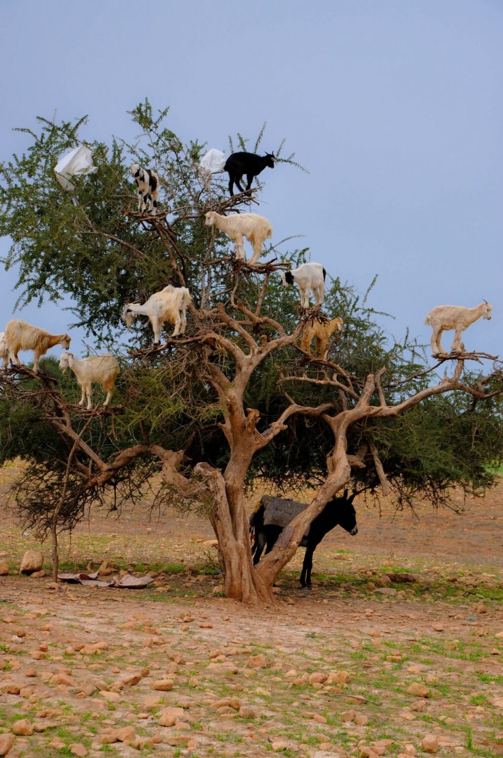 Подборка фотографий козы на деревьях