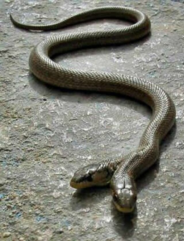 Фотографии необыкновенной и редкой двухголовой змеи