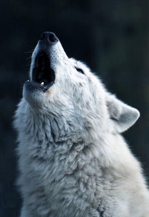 Подборка фотографий воющего волка