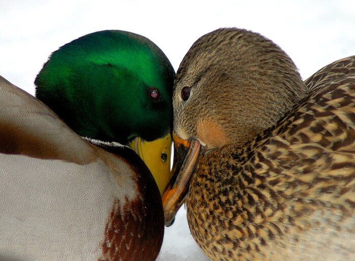 Милые картинки любви птиц