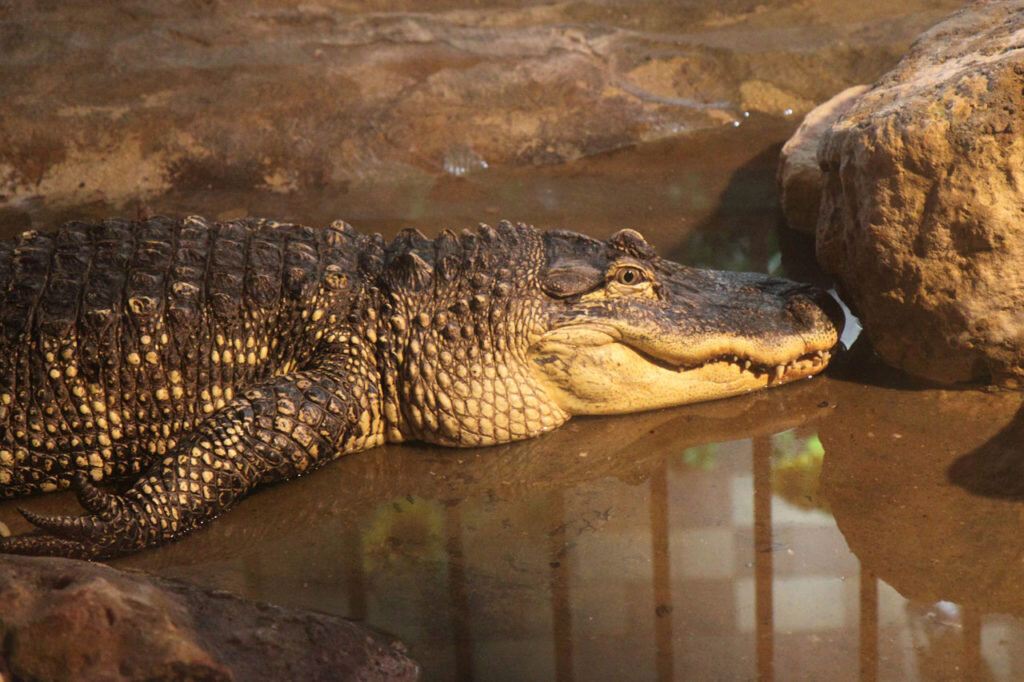 Подборка фотографий с крокодилами