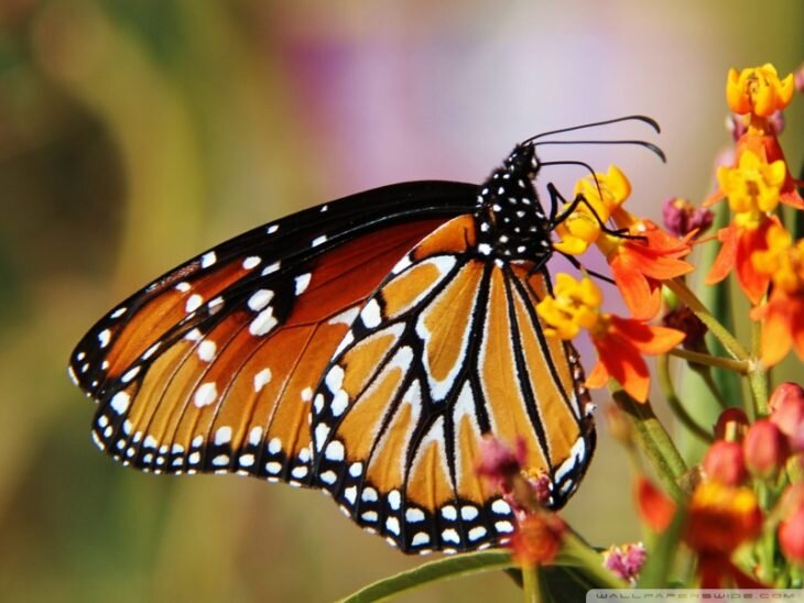 Фотографии красивых бабочек
