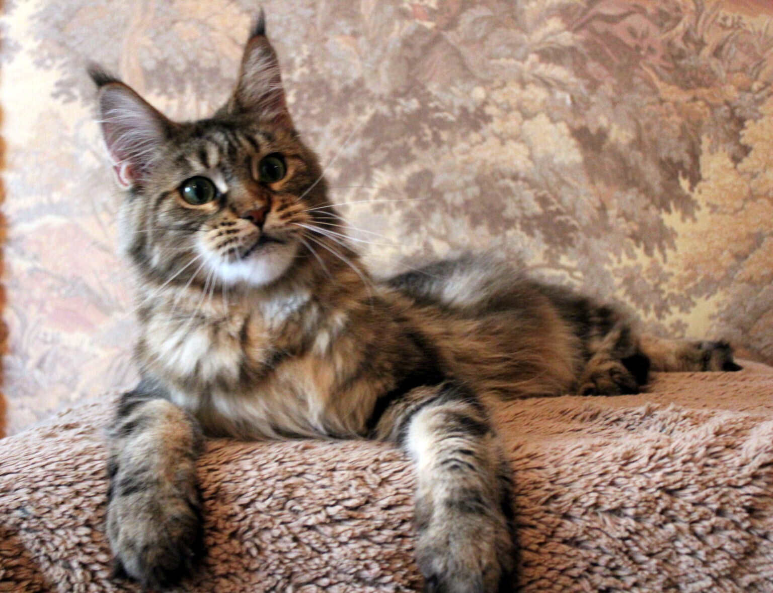 Подборка фотографий красивых котов породы Мейн кун
