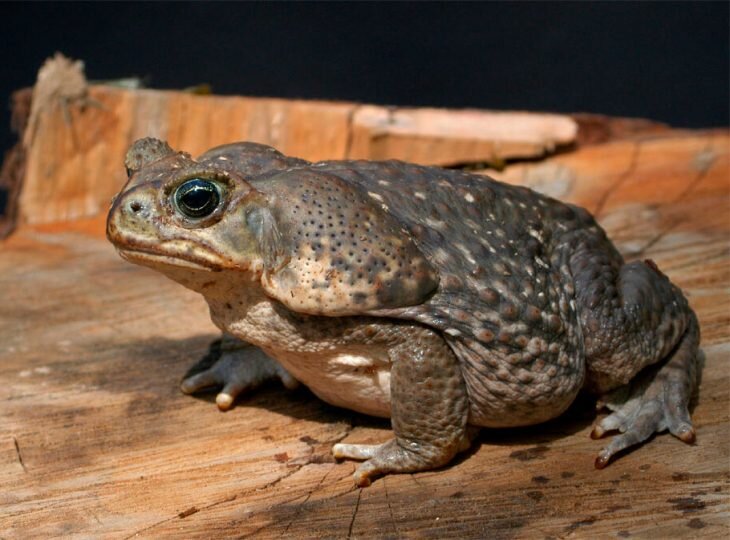 Фотографии жабы пипы суринамской