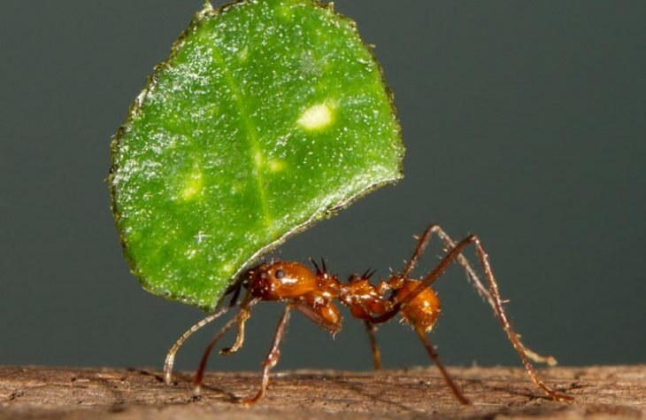 Подборка фотографий различных муравьёв