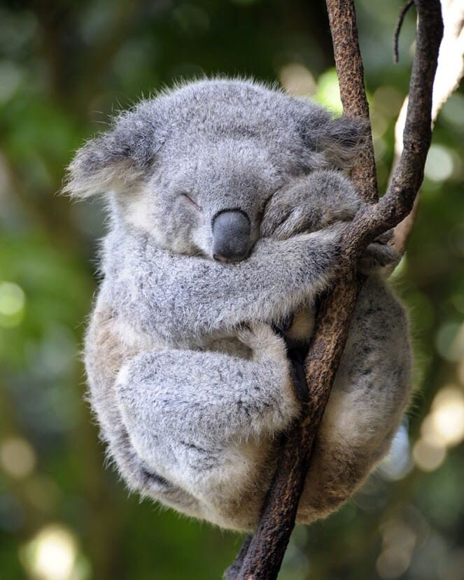 Подборка фотографий милых коал