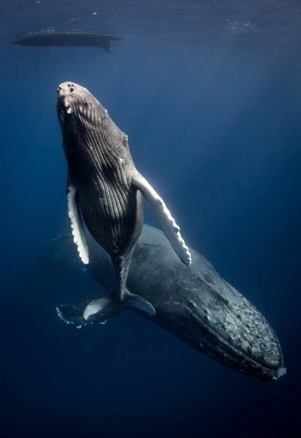 Красивые фотографии китов