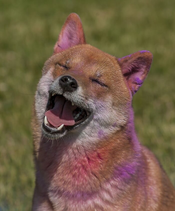 Подборка прикольных фотографий  улыбающихся собак