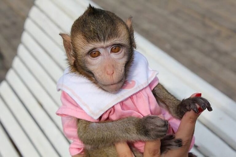 Подборка фотографий домашних обезьянок