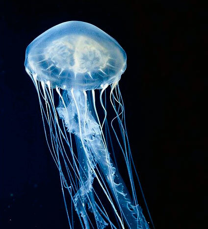 Подборка фотографий красивых медуз