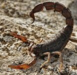 Красивые фотографии скорпионов (50 фото)