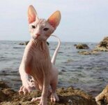Прикольные котята сфинксы (50 фото)