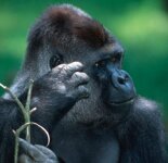 Подборка фотографий редких видов приматов, находящихся на грани вымирания (30 фото)