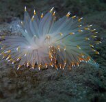 Невероятно красивые морские моллюски (38 фото)