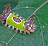 Подборка фотографий самых красивых и необычных гусениц (56 фото)