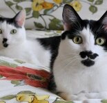 Коты, похожие на Гитлера (31 фото)