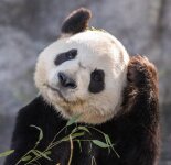 Прикольные панды (29 фото)