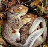 Милые спящие животные (50 фото)