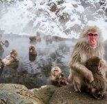 Фотографии снежных обезьян (60 фото)
