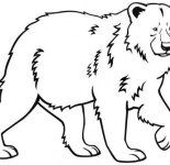 Рисунки медведя для срисовки (49 фото)