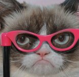 Прикольные коты в очках (30 фото)