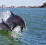 Дельфины (49 фото)