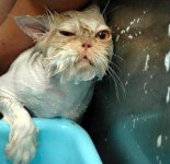 Смешные мокрые коты (60 фото)