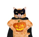 Прикольные наряды для кошек на Хеллоуин (42 фото)