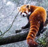 Фотографии красной малой панды