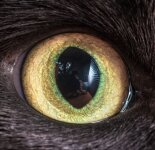 Невероятно красивые кошачьи глаза (30 фото)