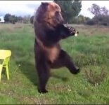 Смешные фотографии и картинки с медведями (70 фото)