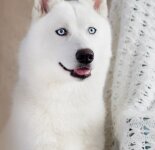 Красивые собаки белого окраса (56 фото)