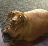 Самые толстые собаки в мире (29 фото)