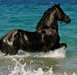Подборка фотографий с красивыми лошадьми (49 фото)