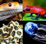 Самые ядовитые животные на планете (30 фото)