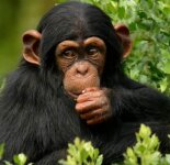 Подборка фотографий с шимпанзе (30 фото)