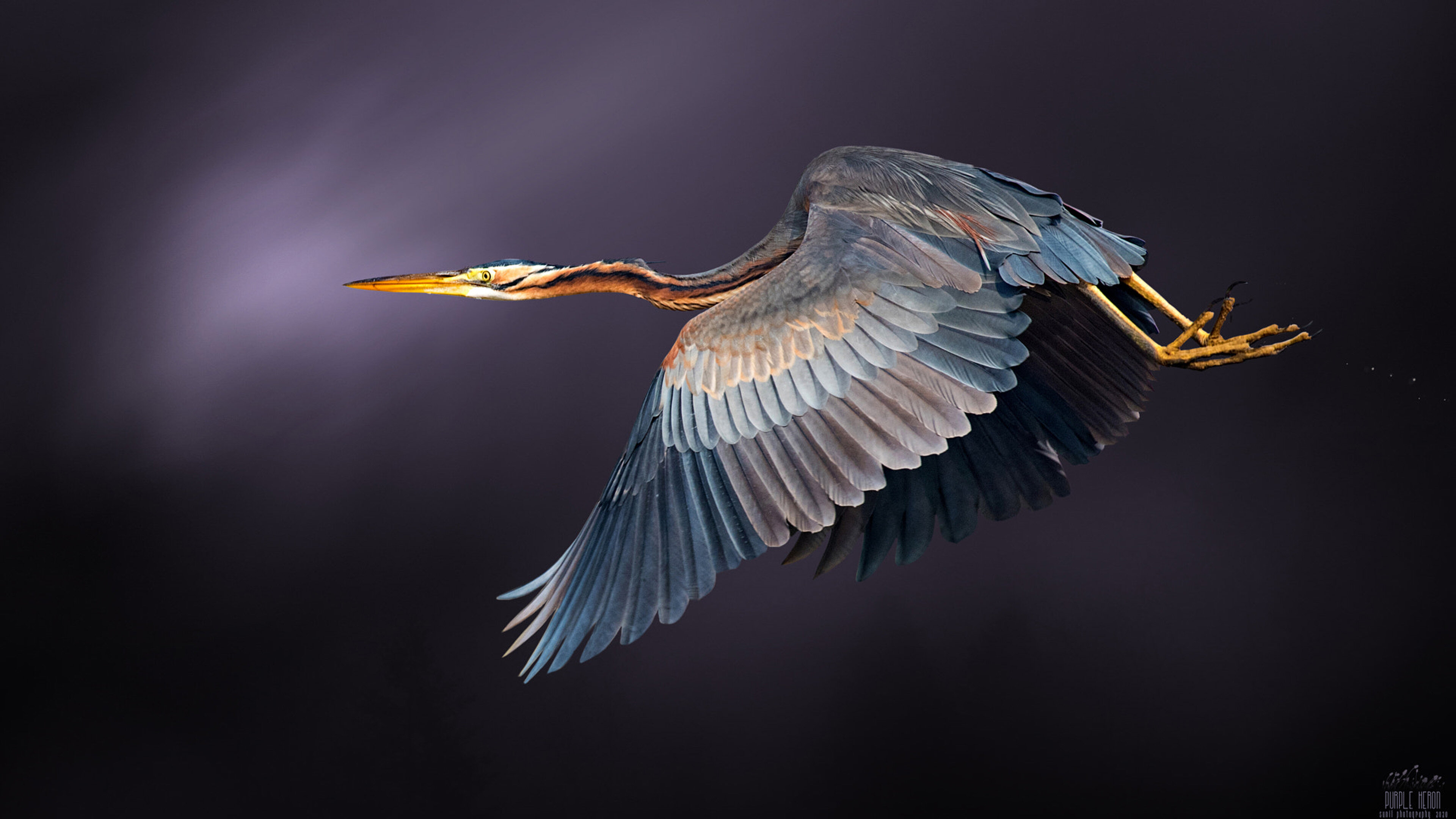 Величавые птицы. Great Blue Heron птица. Полет птицы сверху. Цапля в полёте бирюзовая фентези. Цапля в полете фото.