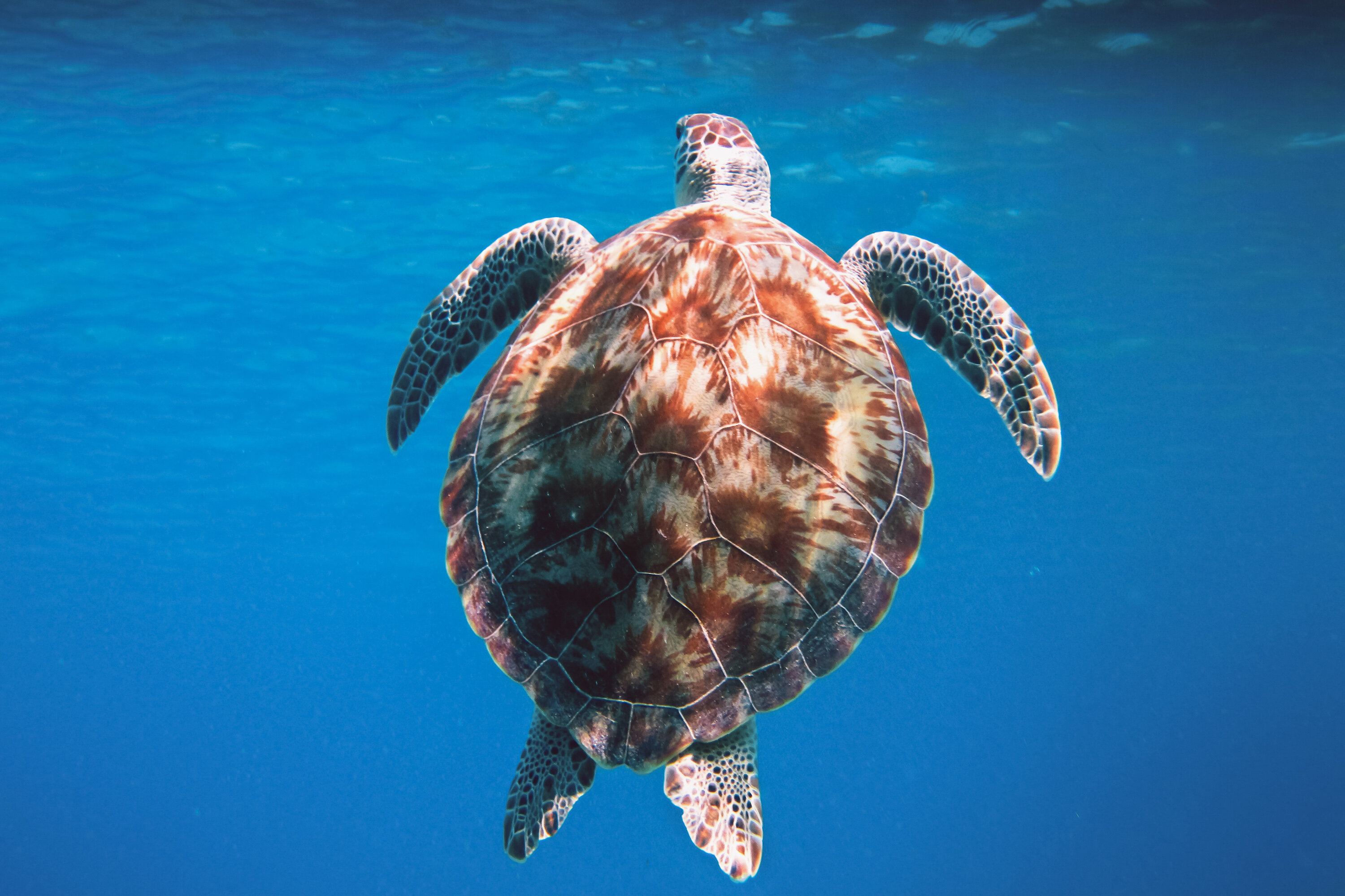 Симметрия черепахи. Черепаха бисса панцирь. Морская черепаха. Черепаха с плавниками. Океанская черепаха.