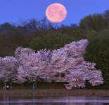 Красивые фотографии луны (26 фото)