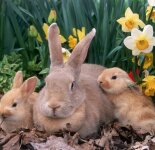 Красивые фотографии зайцев (68 фото)