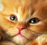 Прикольные рыжие коты (48 фото)